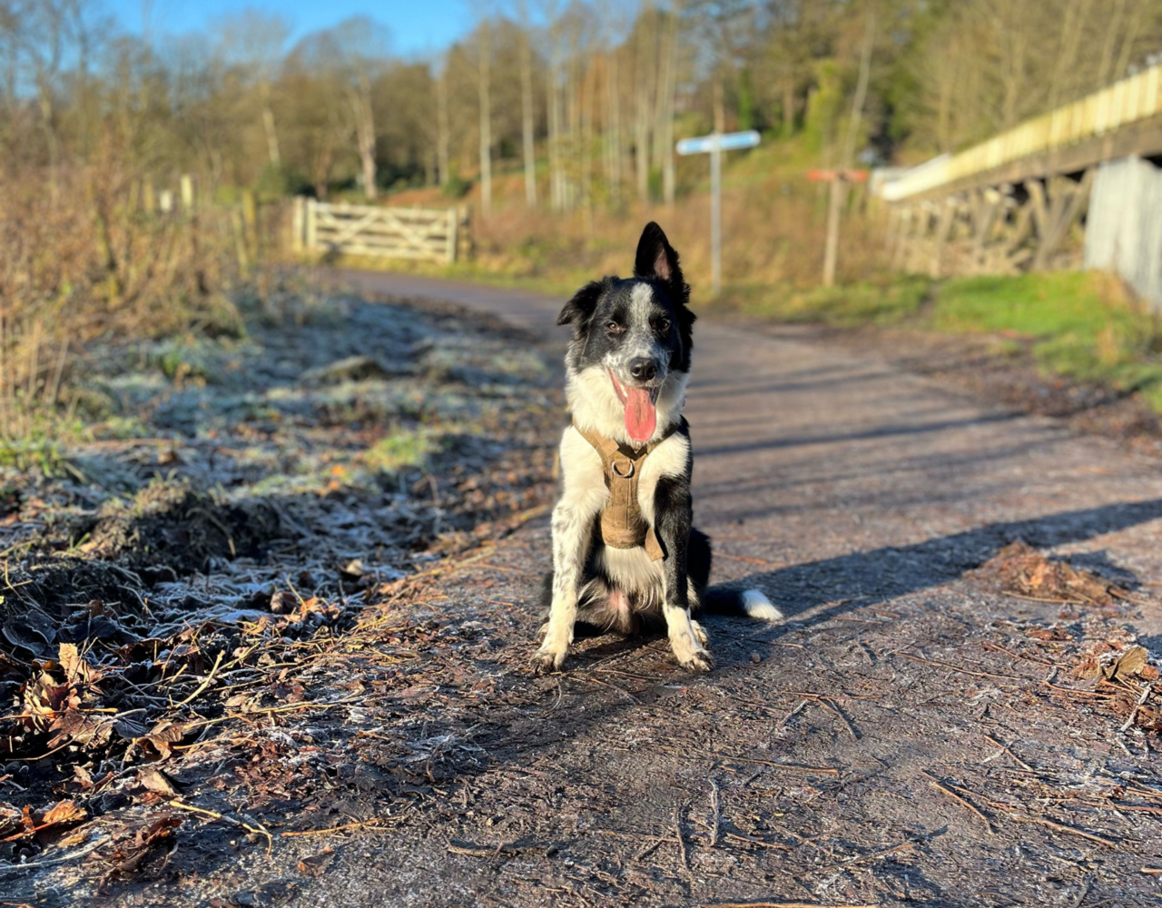 Border Collie portret