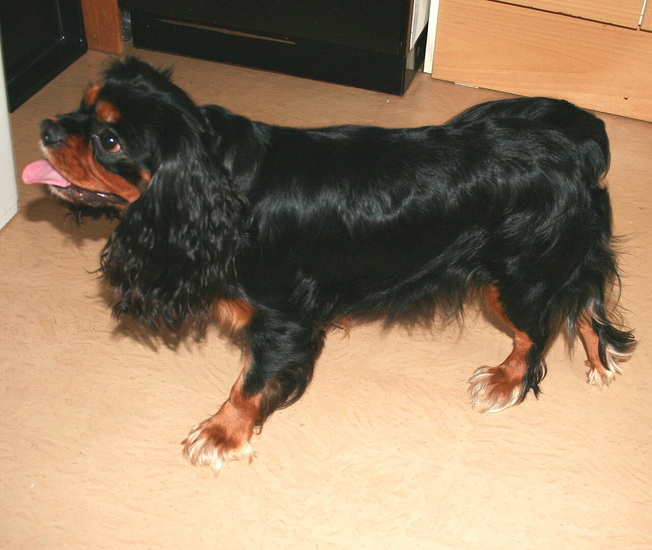 Cavalier King Charles Spaniël