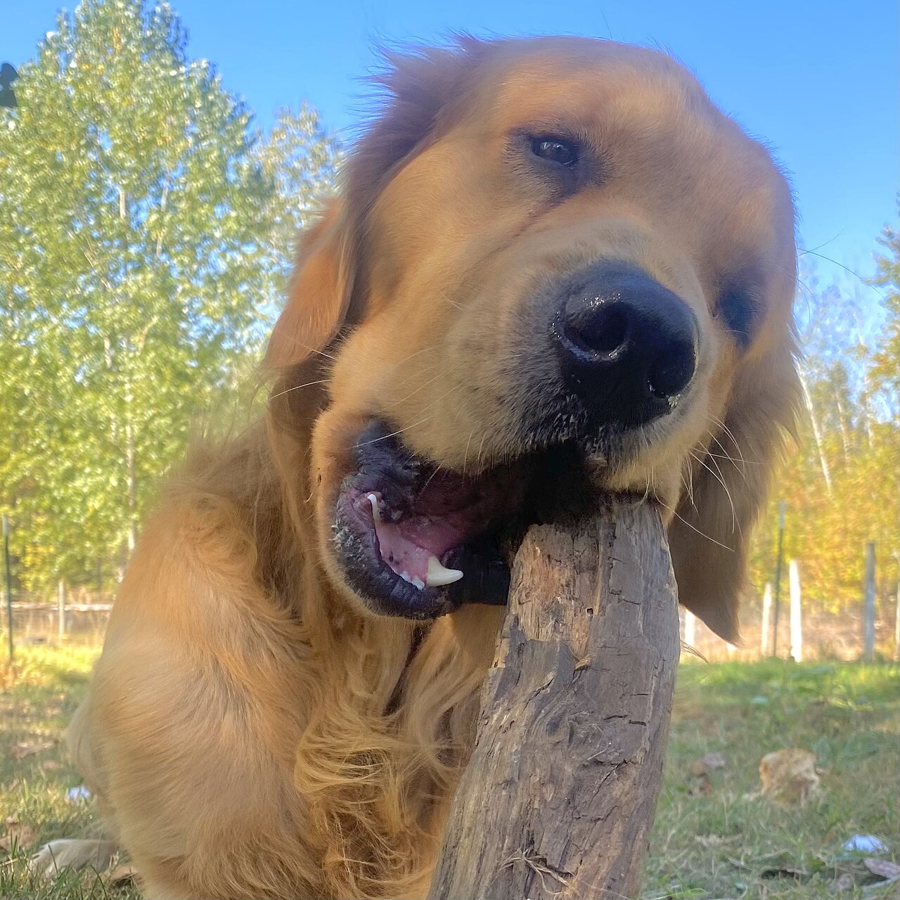 Golden Retriever portret