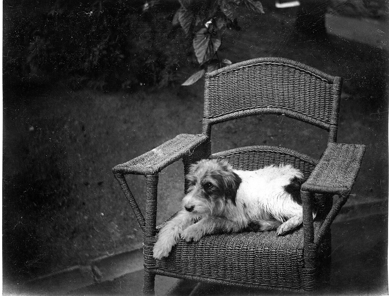 Jack Russell Terriër