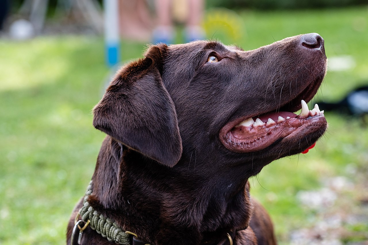 Labrador Retriever portret